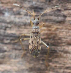 Ozophora occidentalis