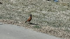 Turdus migratorius