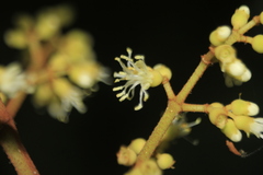 Miconia miocarpa