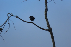 Molothrus bonariensis