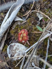 Drosera capillaris