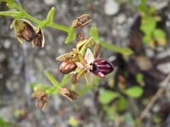 Ophrys sphegodes atrata