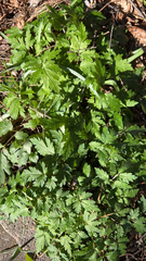 Phacelia bipinnatifida