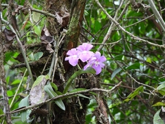 Miltoniopsis bismarkii