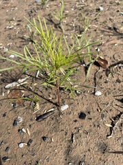 Cosmos bipinnatus