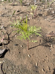 Cosmos bipinnatus