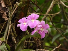 Miltoniopsis bismarkii