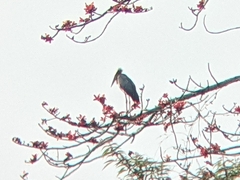 Leptoptilos javanicus