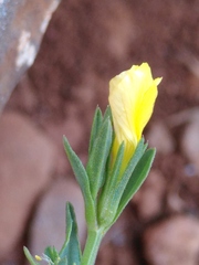 Linum nodiflorum