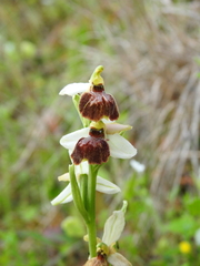 Ophrys exaltata archipelagi