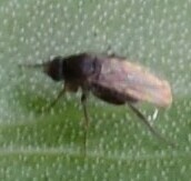 Phoridae
