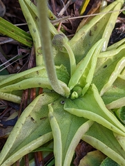 Pinguicula lutea