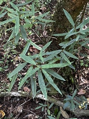 Crinodendron hookerianum