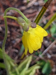 Pinguicula lutea