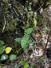 Weinmannia trichosperma
