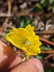 Pinguicula lutea