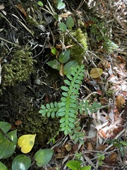 Weinmannia trichosperma