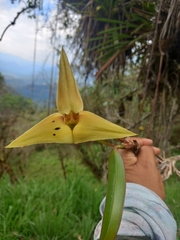 Maxillaria erikae