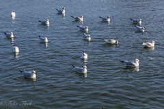 Chroicocephalus ridibundus