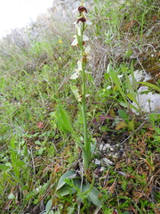 Ophrys exaltata archipelagi