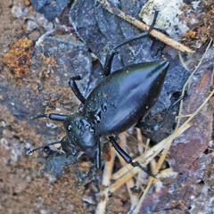 Eleodes acuticauda