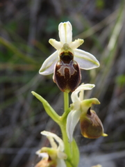 Ophrys exaltata archipelagi