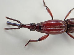 Euschizus internatus