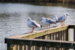Chroicocephalus ridibundus
