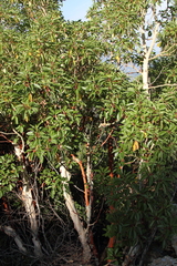 Arbutus
