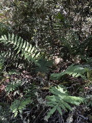 Blechnum chilense