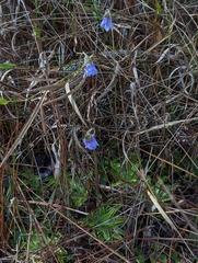 Pinguicula caerulea
