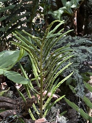 Blechnum chilense