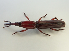 Euschizus internatus