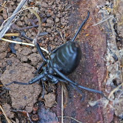 Eleodes acuticauda