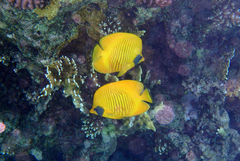 Chaetodon semilarvatus