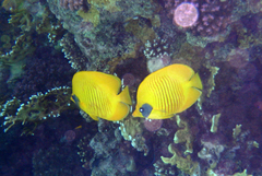 Chaetodon semilarvatus