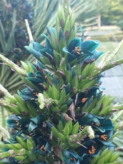 Puya alpestris
