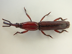 Euschizus internatus