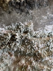 Phlyctis petraea