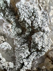 Phlyctis petraea
