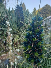 Puya alpestris