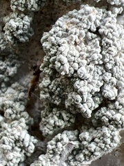 Phlyctis petraea