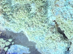 Phlyctis petraea