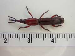Euschizus internatus
