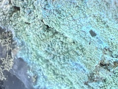 Phlyctis petraea