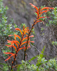 Chasmanthe floribunda