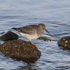 Calidris ptilocnemis