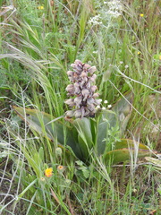 Himantoglossum robertianum