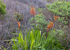 Chasmanthe floribunda