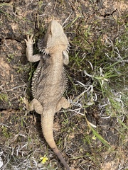 Pogona
